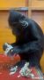 Сибирский зоопарк поделился пушистой милотой