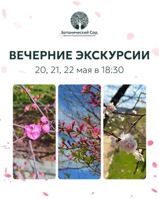 В Японии для процесса любования цветением придумали отдельное слово — «ханами», в это понятие входит не только созерцание лепестков сакуры, но ещё и занятие творчеством, устраивание пикников под деревьями и т.п