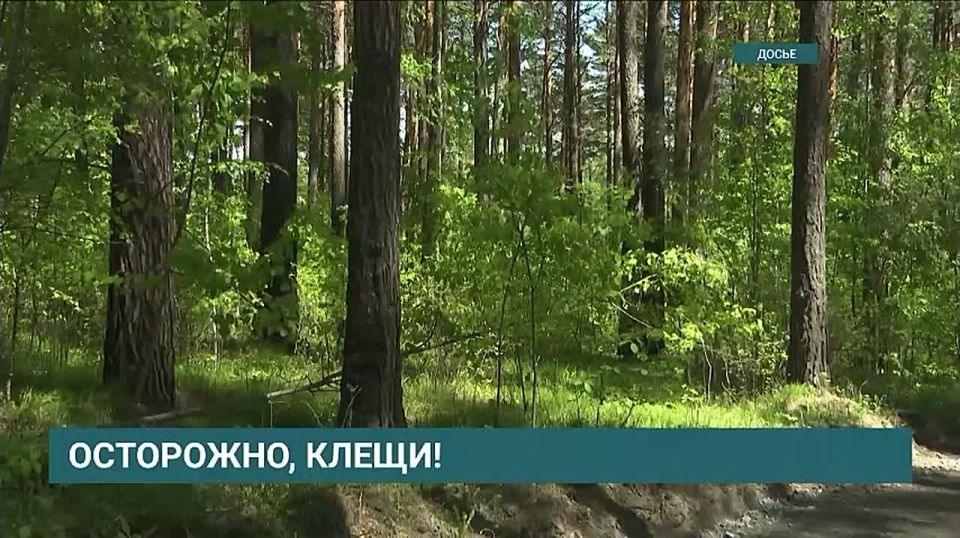 В Иркутской области растет количество укусов клещей