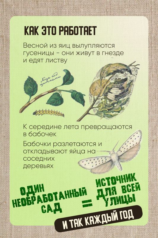 Вы обработали деревья, а паутина всё равно появилась снова Вы обработали деревья, а паутина всё равно появилась снова