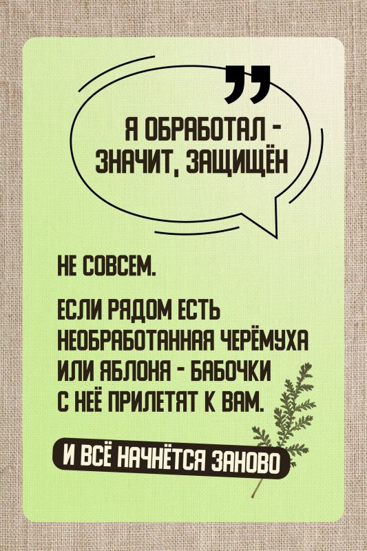 Горностаевая моль: почему обработка деревьев не всегда помогает Горностаевая моль: почему обработка деревьев не всегда помогает