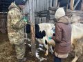 В Иркутскую область поступили ветеринарные препараты на сумму 8,5 млн рублей