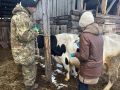 В Приангарье завезли ветпрепараты на 8,5 миллионов рублей