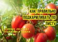 Листовые подкормки: основные ошибки и советы агрономов
