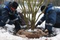 Братск: озеленение провалилось из-за нарушения сроков и некачественного грунта