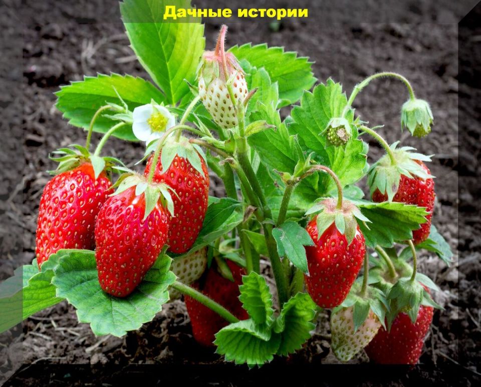Как обеспечить клубнике успех в цветении и плодоношении