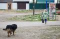В Иркутской области приняли закон об эвтаназии безнадзорных животных