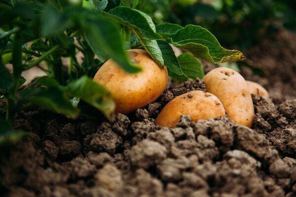 Польза и вред картофельной кожуры: Что стоит знать каждому
