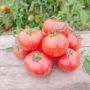 Томат Таис: секреты успешного выращивания и невероятный вкус