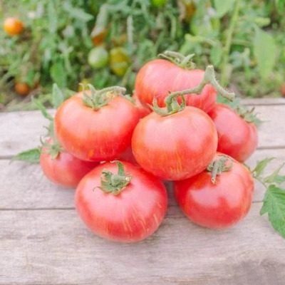 Томат Таис: секреты успешного выращивания и невероятный вкус