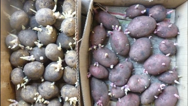 Эффективная подготовка картофеля: один шаг к успеху