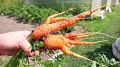 Червивая морковь и ее уродливый вид: основные ошибки садоводов