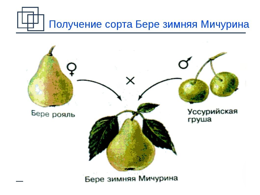 ГМО и селекция: как происходит изменение урожая?