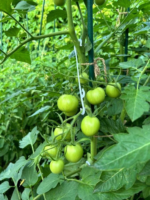 Три незаменимых товара для огорода, которые стоит заказать на Wildberries