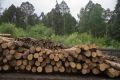 Жительница Забайкалья осуждена на 2 года за продажу несуществующих дров