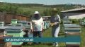 Сезон сбора меда начался в Приангарье, правда, погода не способствовала началу активной работы пчел