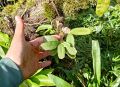 Лесные кактусы: удивительные экзоты для вашего дома