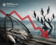 Рыбные запасы Приангарья под угрозой: вылов рыбы сократился в 2,5 раза