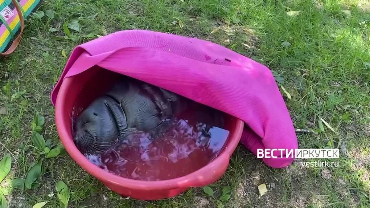 На Якоби две девушки обнаружили нерпу