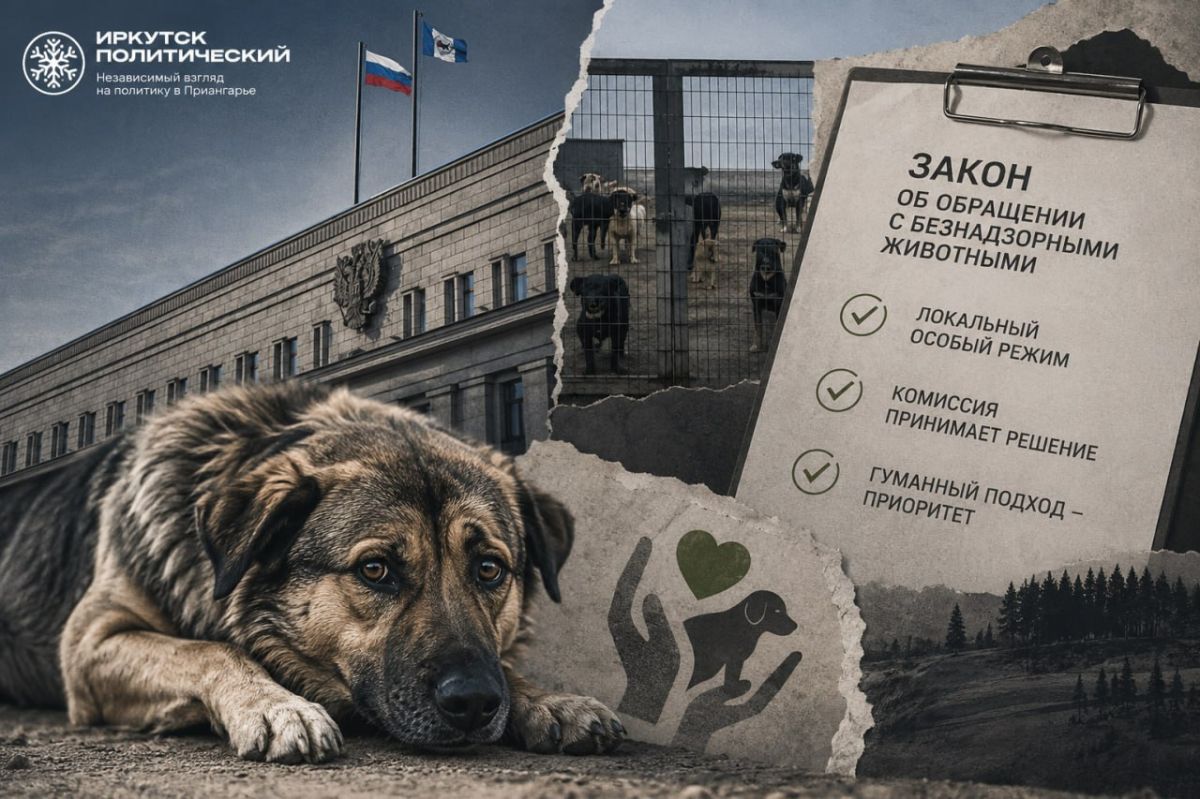 В Иркутской области смягчат закон о бездомных собаках: тотального усыпления не будет