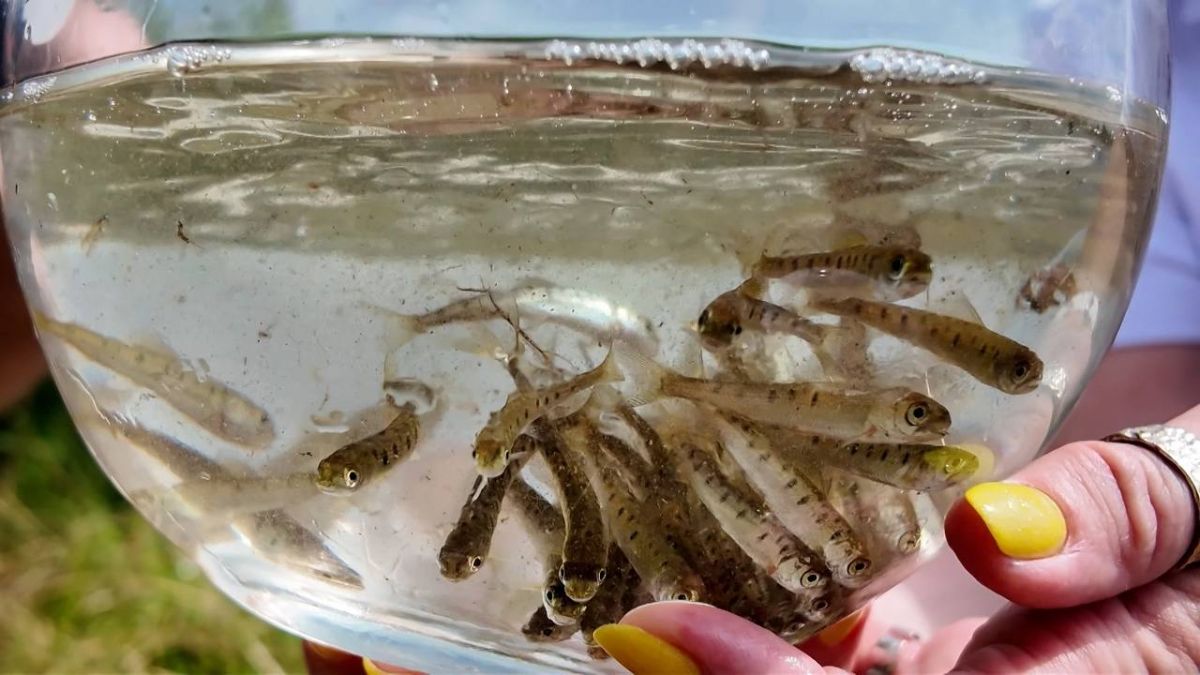 Свыше миллиона молодых особей хариуса выпустили в воды реки Белой