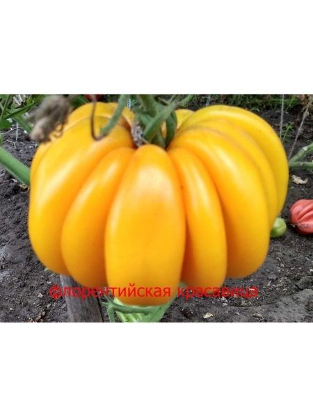 Томат Флорентийская красавица: секреты ухода и уникальные вкусовые качества