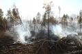 В Приангарье за сутки ликвидировали три лесных пожара