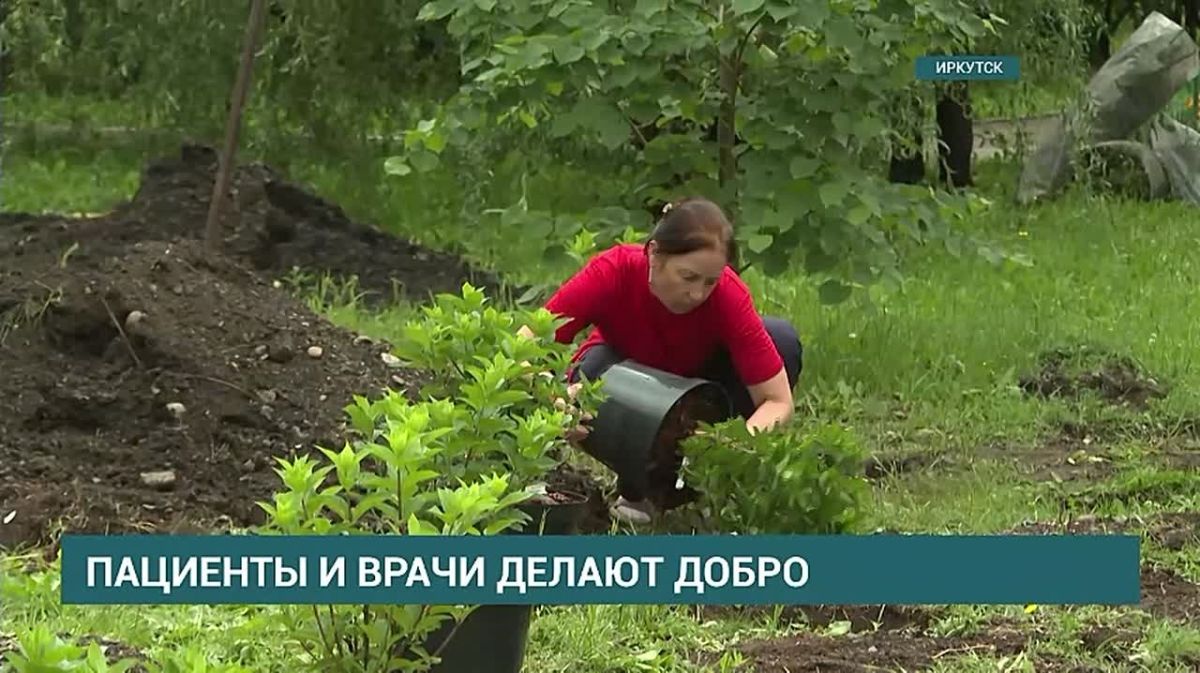 Почти сотню саженцев высадили сегодня врачи и пациенты девятой городской клинической больницы Иркутска