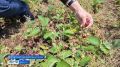 Прибайкалье начался сезон сбора клубники и земляники