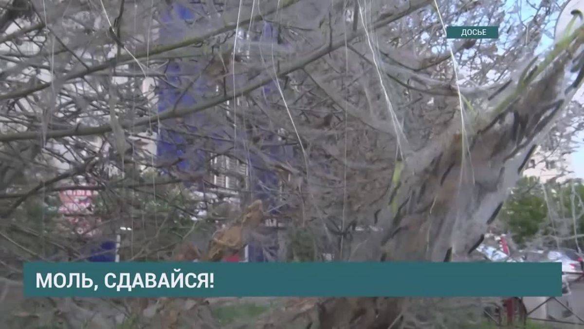 Второй этап обработки листвы от горностаевой моли завершили в Иркутске