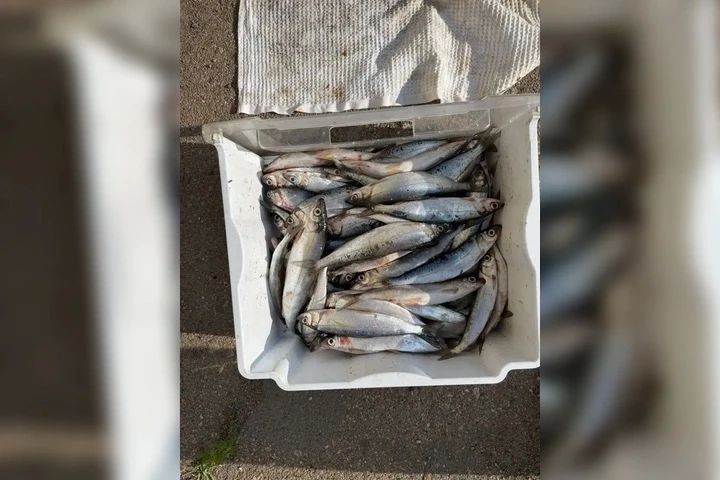 Житель Улан-Удэ незаконно выловил байкальского омуля на сумму более 440 тысяч рублей