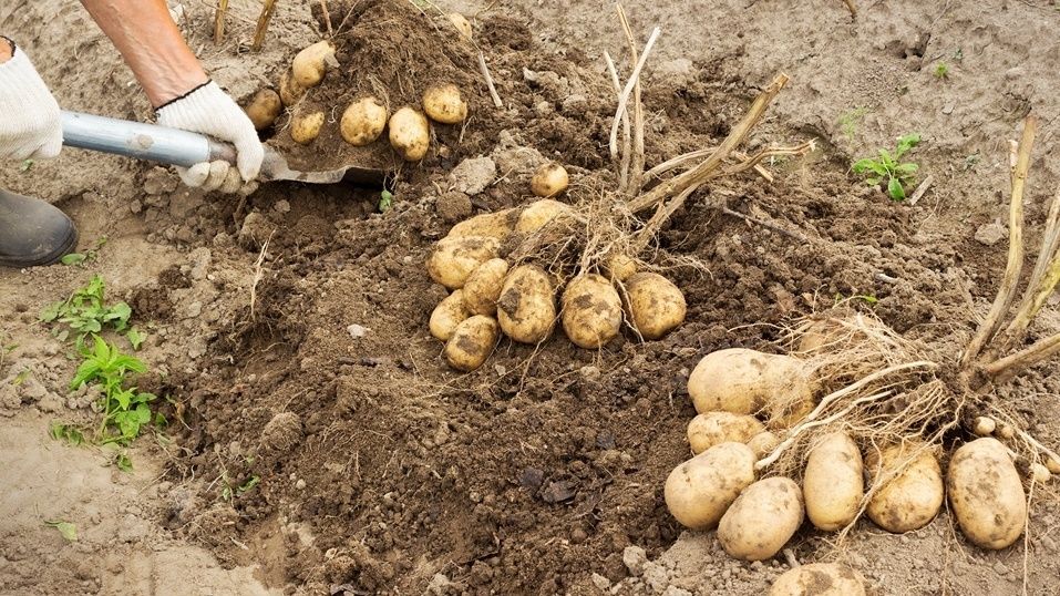Как простой приём увеличивает урожай картофеля до максимума