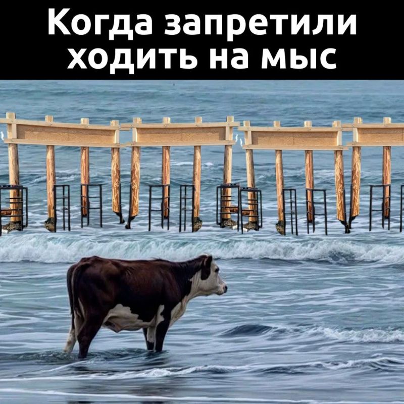 Коровам официально прикрыли столовую на мысе Бурхан