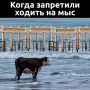 Коровам официально прикрыли столовую на мысе Бурхан