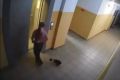 В Тулуне проверяют видео с издевательствами над кошкой в лифте