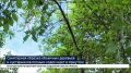Более 10 тысяч растений. Иркутске сотрудники МУПов проводят обрезку объемных деревьев