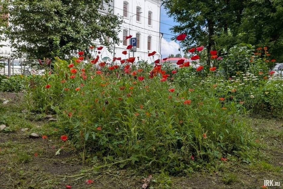 Иркутский храм обрел цветущий сад благодаря неравнодушной жительнице Иркутский храм обрел цветущий сад благодаря неравнодушной жительнице