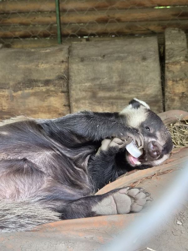 Подарок для Нюши: крышка от бутылки оказалась лучшей игрушкой Подарок для Нюши: крышка от бутылки оказалась лучшей игрушкой