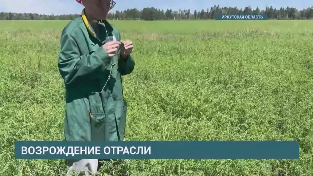В Иркутской области бьют рекорды по выращиванию льна-долгопунца