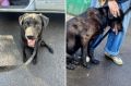 Его избил пьяный хозяин, нанеся около 12 ножевых ранений и черепно-мозговую травму