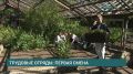 75 подростков примут участие в работе трудовых отрядов, организованных на базе городских предприятий