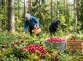 В Усть-Удинском районе полицейские ведут поиски 88-летней Любови Петровны Поповой, ушедшей в лес за ягодой