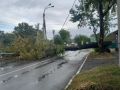 Упавший тополь перекрыл дорогу на улице Радищева в Иркутске