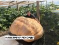 Тыквагигант из Савватеевки отправилась в Москву на конкурс