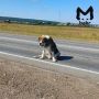 Алабая сбили на Качугском тракте
