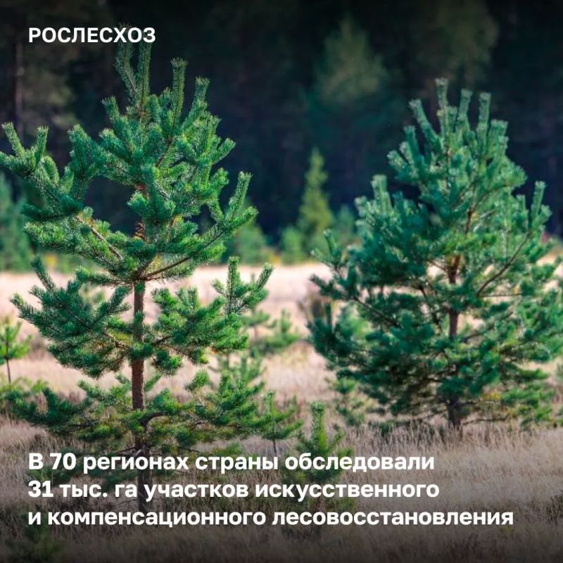 Рослесозащита, подведомственная Рослесхозу организация, проводит обследования участков искусственного и компенсационного лесовосстановления