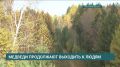 70 медведей убиты в Иркутской области