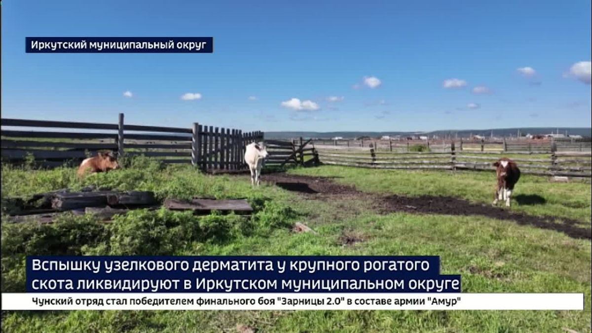 Вспышку узелкового дерматита у крупного рогатого скота ликвидируют в Иркутском округе