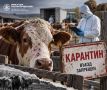 В Иркутском округе объявлен режим ЧС из-за вспышки узелкового дерматита