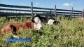 ����� ������������ �������� ����� � �������� �������� ����������������� ������ � ��������� ������������� ������
